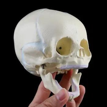 1: 1 Ембрионален човешкото бебе Медицинска модел на анатомични скелети череп за обучение на совалката Су