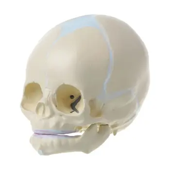 1: 1 Ембрионален човешкото бебе, медицински модел на черепа, анатомический скелет за обучение