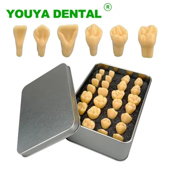 2 Пъти Вырезанная модел на зъбите, за сравнение на образователни модели, вырезанная модел на зъба, Инструменти за практика на студенти-зъболекари, стоматологични продукти