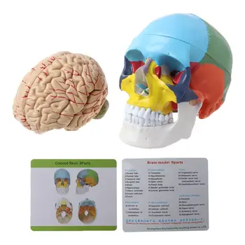 Y1UB Цветна модел на един възрастен човек в мащаб 1: 1 и за главата с анатомията на багажника Медицинска тениска