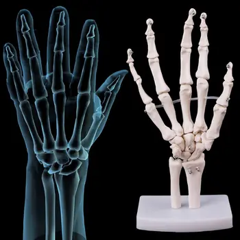 Анатомическая модел на скелета, ставите на ръцете Инструмент за изучаване на медицинска анатомията на човека в реален размер