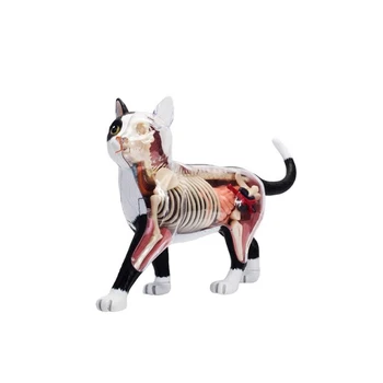 Анатомическая модел орган на животното 4D играчка за сглобяване на интелигентност котки, обучение анатомическая модел, научно-популярна техника е 