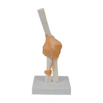 Анатомическая модел става, моделът включва струни, пластмасова костта на лакътя, модул за обучение ресурс от човешки Скелет