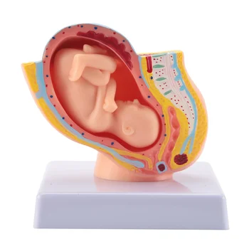 Бременност лице Развитието на плода В 9 месец Эмбриональная модел на органите в малкия таз Модел анатомия на плацентата при бременност на ембриона