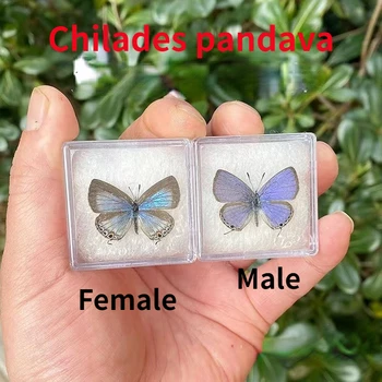 Истинските Проби пеперуди, Скъпоценни Детски Мъжки и женски екземпляри на Пандавите, научно-популярни учебни помагала, занаяти, домашен декор