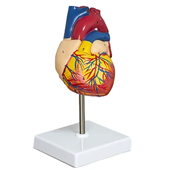 Модел на сърце от 2 части в Луксозна анатомични модели на човешкото сърце в реален размер с 34 анатомични структури, анатомическое сърцето