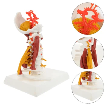 Модел на шийния прешлен човек, медицинска обучение модел на шийния отдел на гръбначния стълб за показване