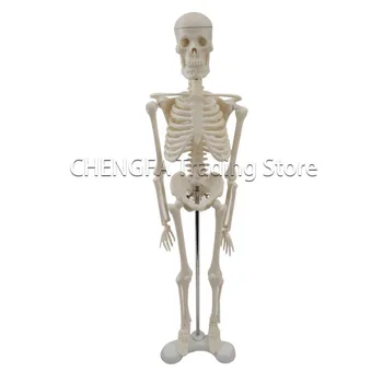 Модел Скелет на Възрастен и 45 см Модел на Скелета на Човека Модел на Цялото Тяло на гръбначния Стълб Модел Кости Проба Кости Медицински Принадлежности Скица Художествени Аксесоари