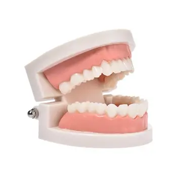 Професионален модел бели зъби за възрастни и деца Стандартно обучение по стоматология Демонстрация Typodont Обучение по медицина на устната Кухина Инструмент за моделиране на зъби