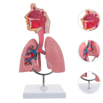 Система на обучение модел анатомия на белите дробове, модел на човешкото дисплей, училище, белите дробове, Анатомическое сърцето, образователна играчка за носа